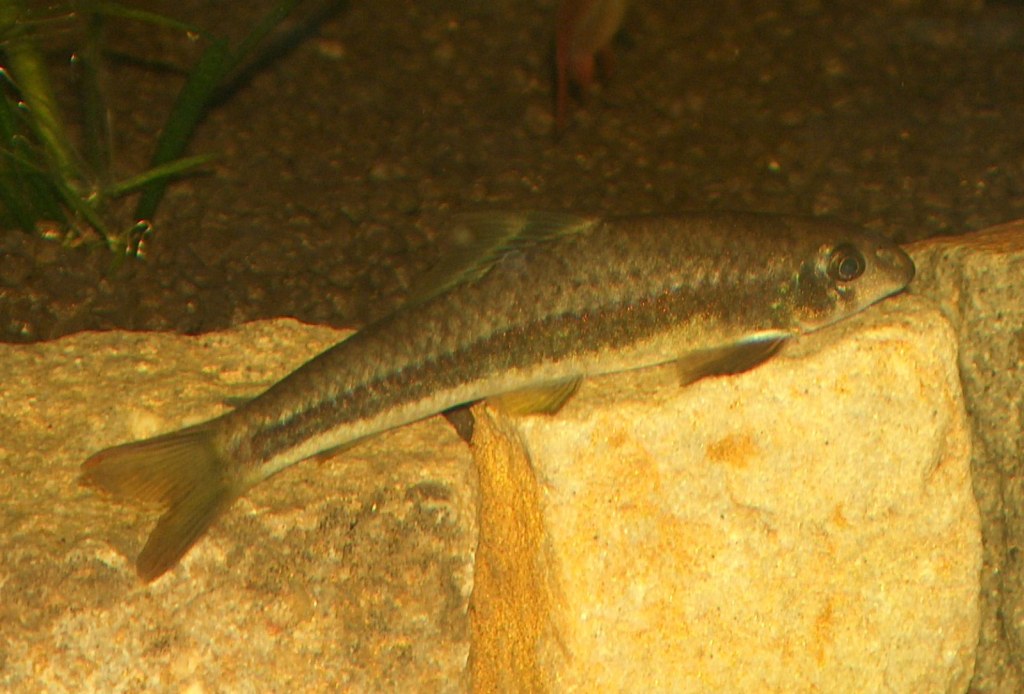 Epalzeorhynchos kalopterus